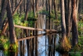 025_Biebrza - kwiecien 2012